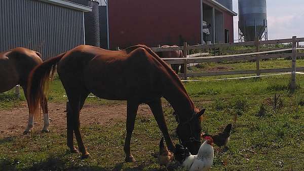 chestnut-beginner-horse