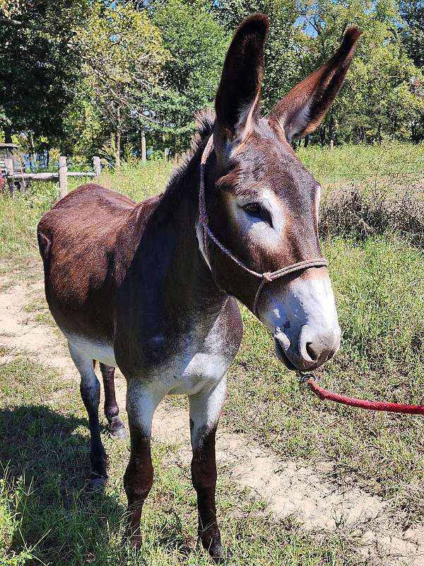 white-around-eyes-nose-belly-donkey