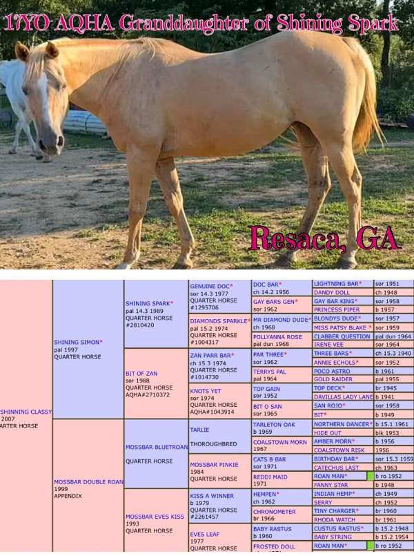 breeding-performance-appendix-horse