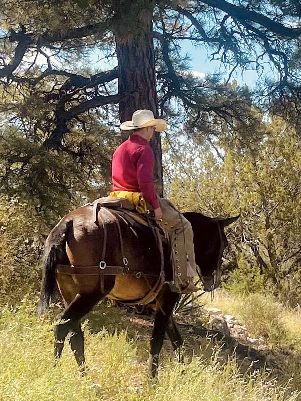 ranch-work-mule