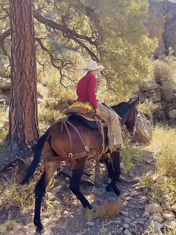 trail-riding-mule