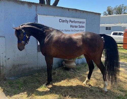 performance-rescue-arabian-horse