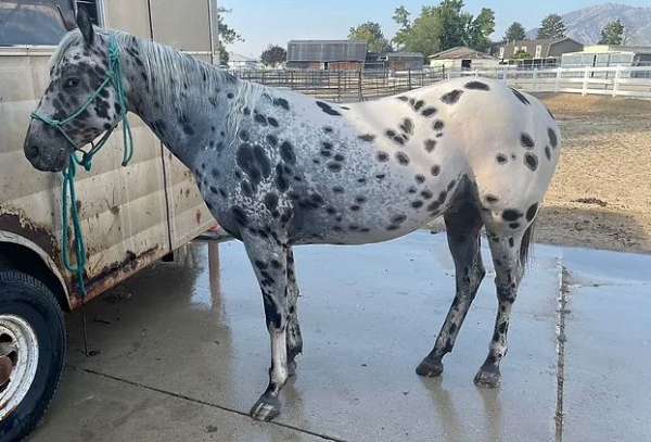 halo-leopard-spots-horse