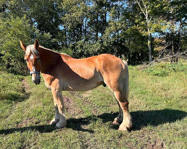 palomino-belgian-gelding