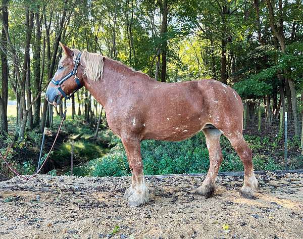 chestnut-belgian-mare