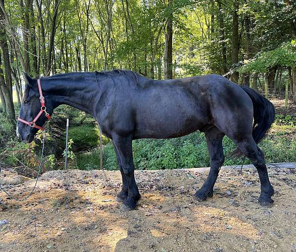 16-hand-percheron-pony