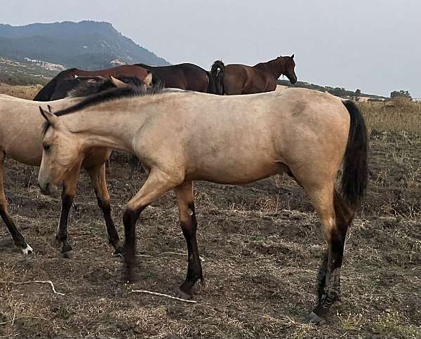 trail-working-morgan-horse