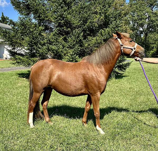 chestnut-hackney-pony-for-sale