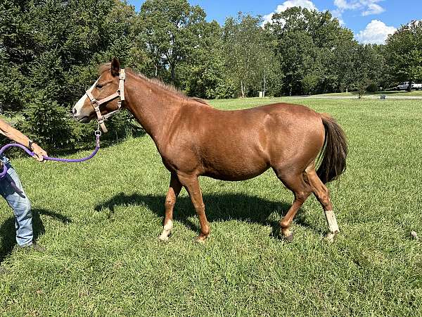 chestnut-hackney-pony