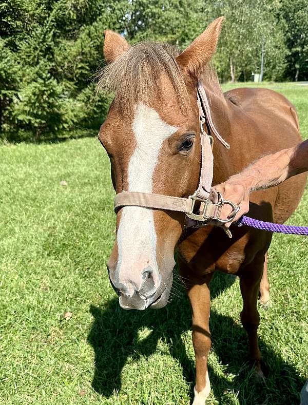 crossbred-pony-mare