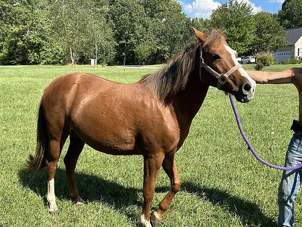 cart-crossbred-pony