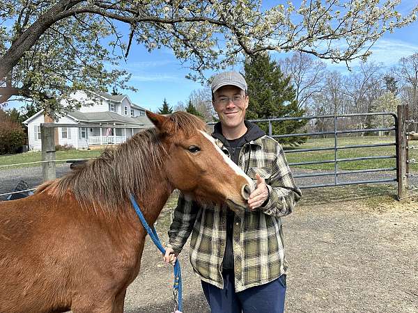 female-crossbred-pony