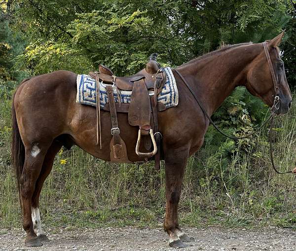 beginner-quarter-horse