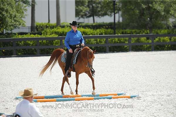 chestnut-therapy-horse