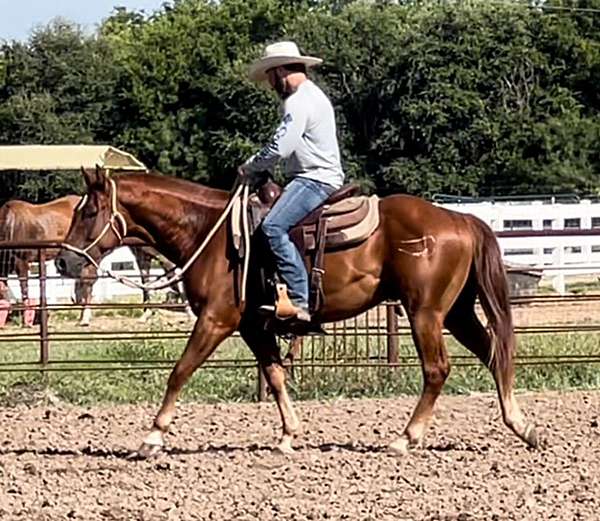 left-forelimb-pastern