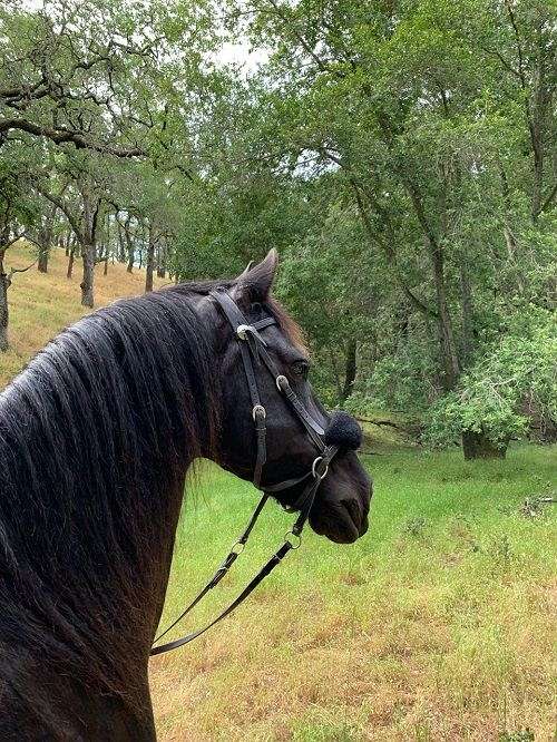 16-hand-friesian-gelding