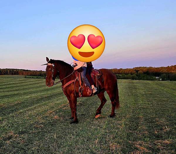 percheron-gelding