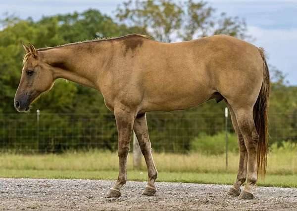 quarter-horse-gelding