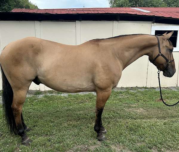 ranch-quarter-horse