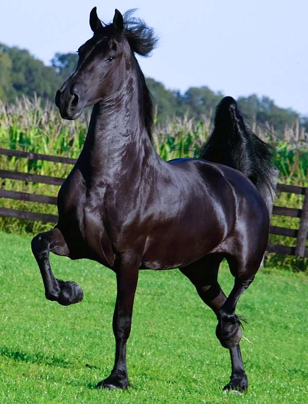 le-friesian-horse