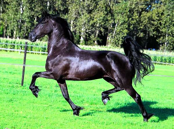 black-le-horse