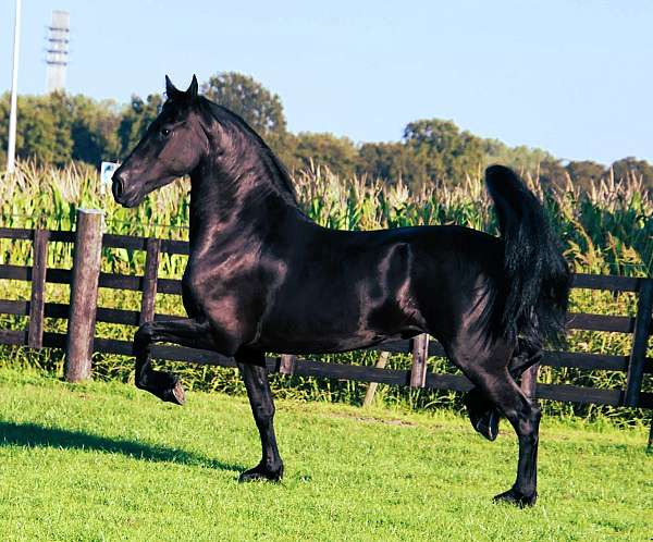 black-none-horse