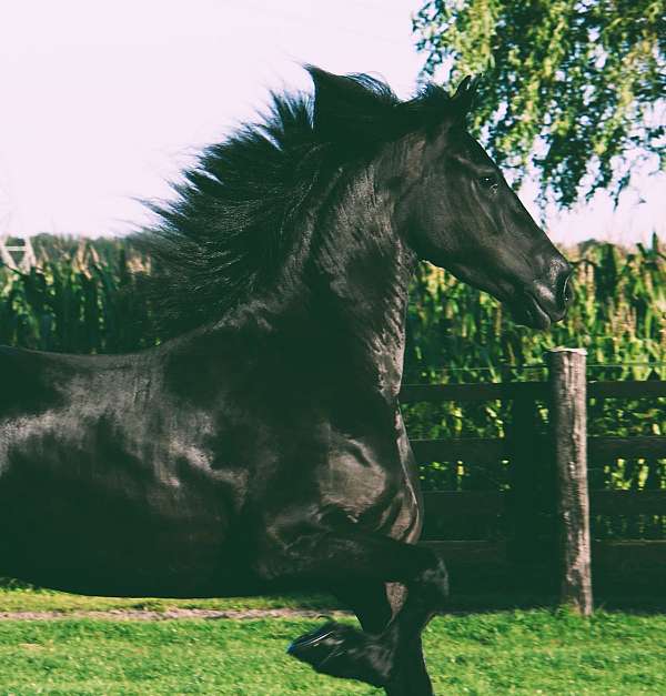 friesian-horse