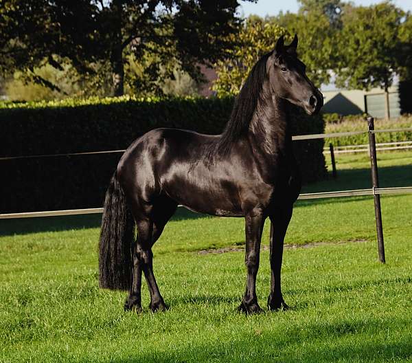 friesians-horse