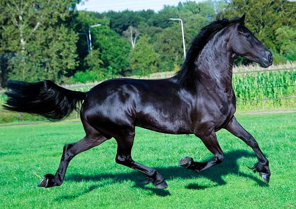 friesian-for-sale-horse