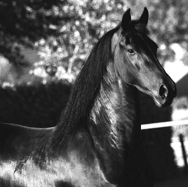 f-riesians-for-sale-friesian-horse