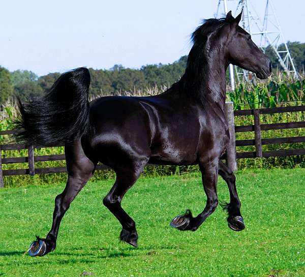 friesian-dressage-horse