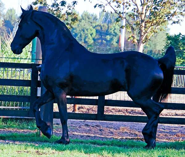 friesian-sporthorse-horse