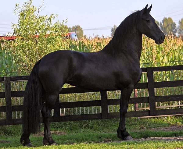 friesian-broodmare-horse