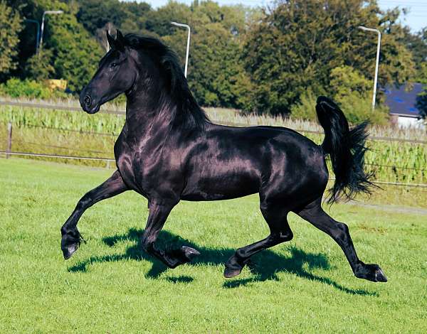 friesian-stallion-horse