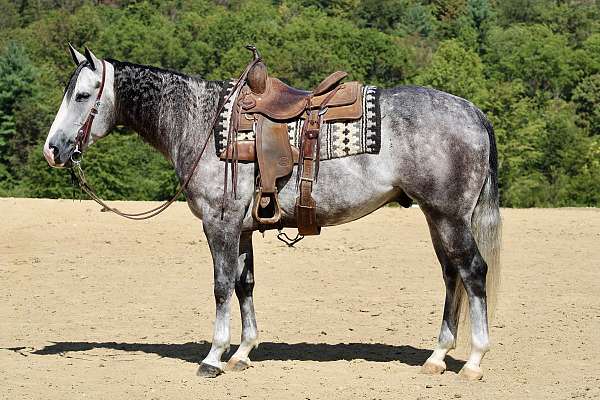 barrel-cross-gelding