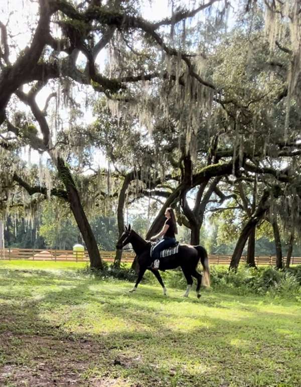 gaited-trail-riding-tennessee-walking-horse