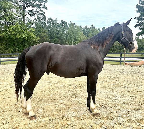 black-dutch-warmblood-gelding