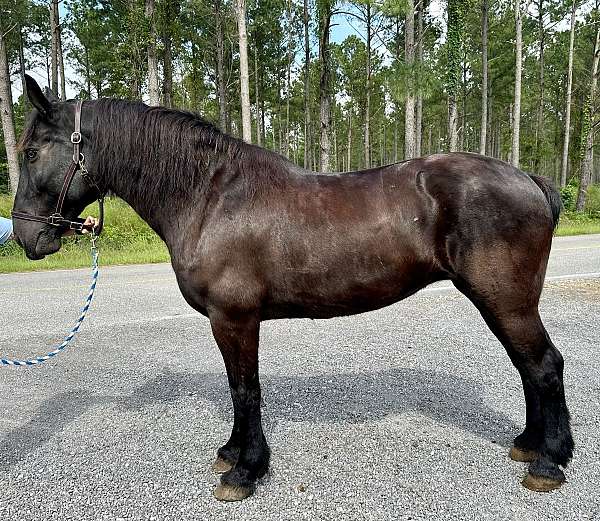 black-percheron-mare