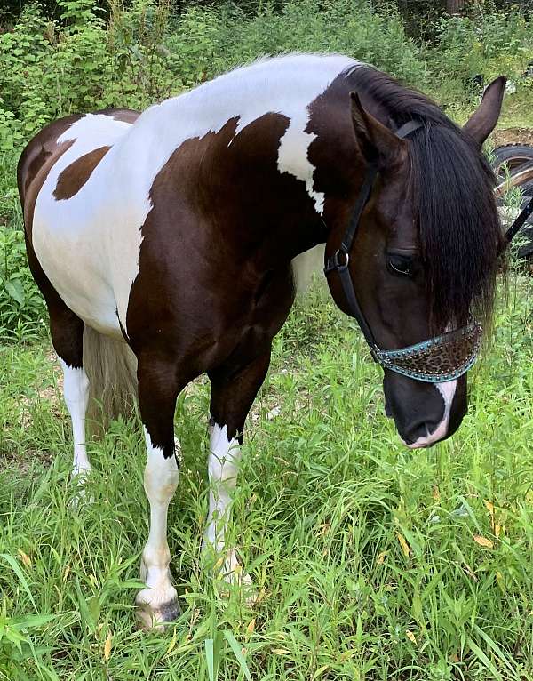 beginner-canadian-gypsy-vanner-horse