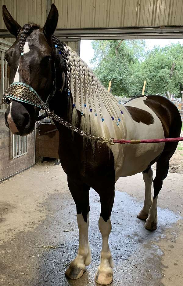 barrel-racing-canadian-gypsy-vanner-horse