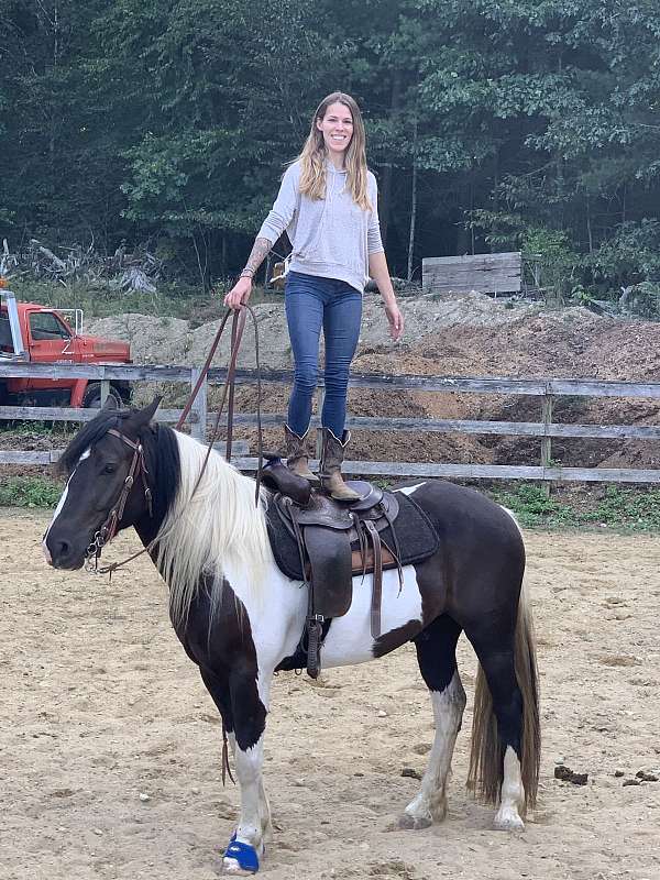 cross-canadian-gypsy-vanner-horse