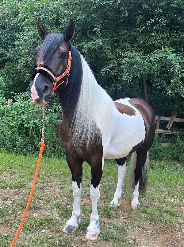 dressage-canadian-gypsy-vanner-horse