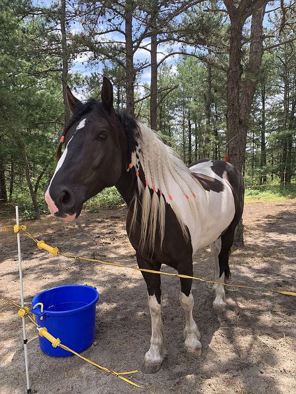 eventing-canadian-gypsy-vanner-horse