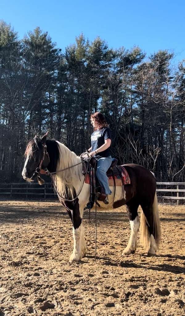 jumping-canadian-gypsy-vanner-horse