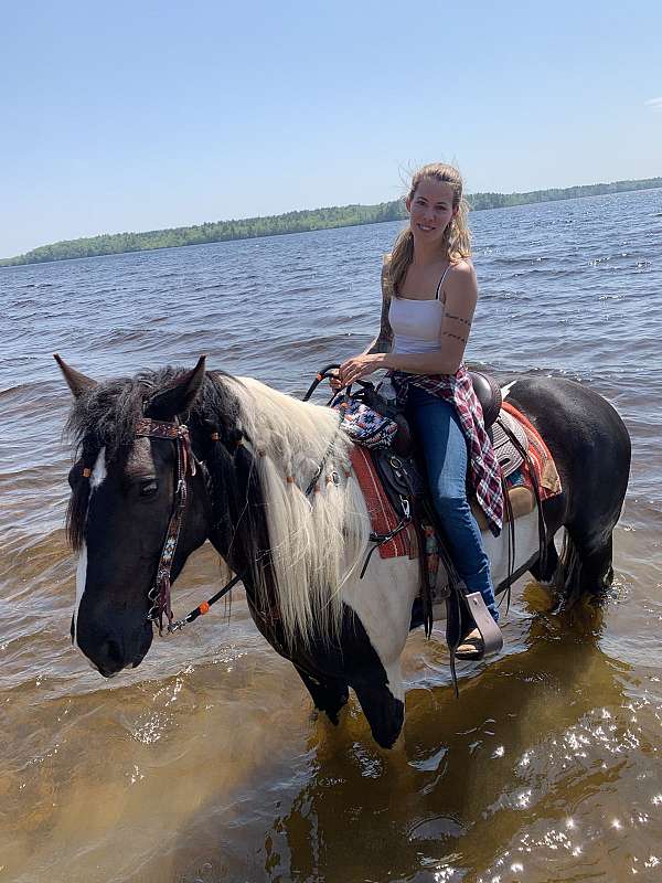 racing-canadian-gypsy-vanner-horse