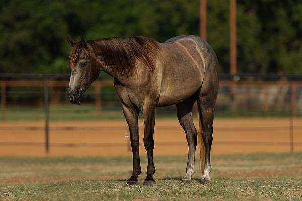 all-around-quarter-horse