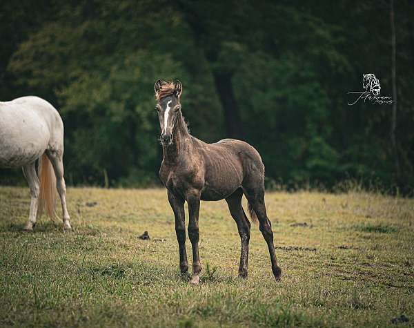 smokey-black-friesian-colt