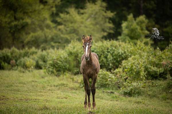 16-hand-smokey-black-horse