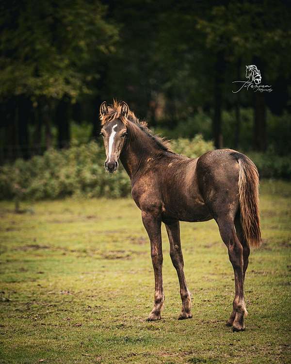 16-hand-friesian-colt