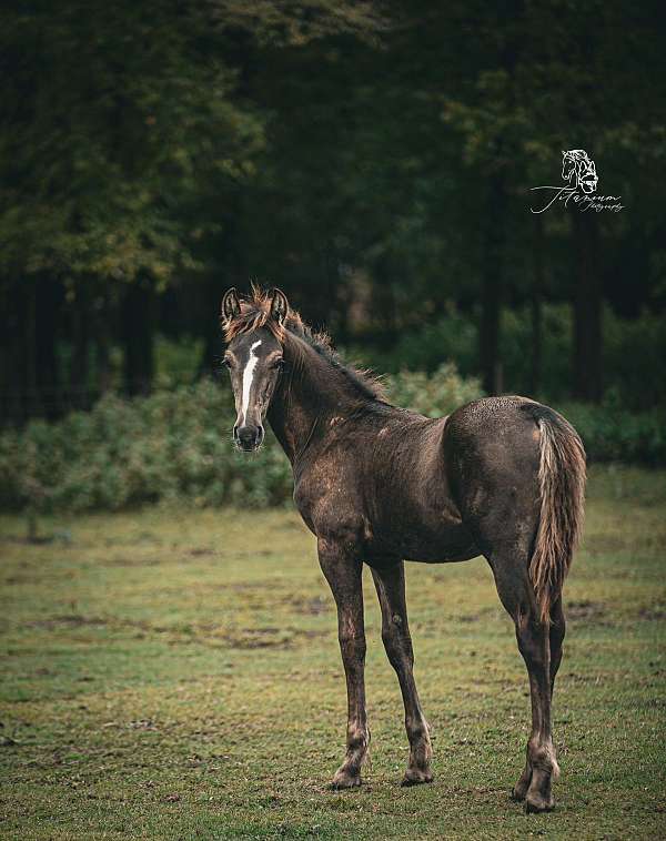 smokey-black-colt-for-sale